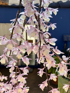 Dendrobium Pierardii na madeira importado