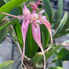 Bulbophyllum sanguineopunctatum - comprar online