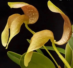 Bulbophyllum grandiflorum