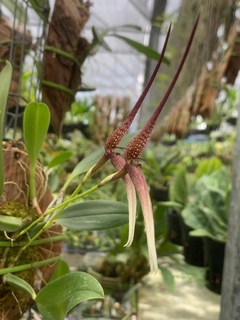 Bulbophyllum Anteniniferum