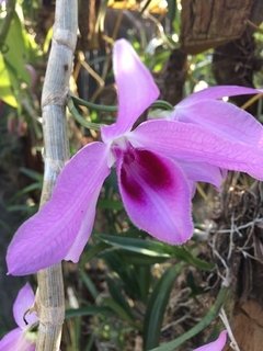 Dendrobium Anosmum tipo