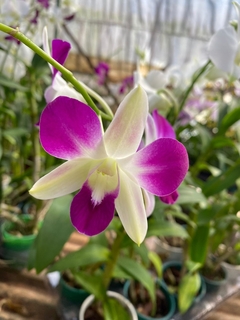 Orquídea Denphal “flamea” na internet