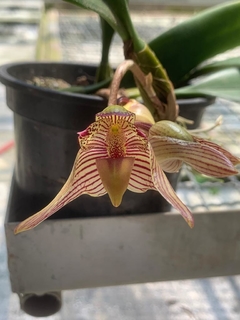 Bulbophyllum Bicolor