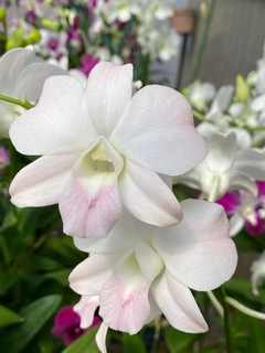 Orquídea Denphal “suave”