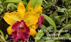 Blc Chunyeah good life x Toshie aoky carmela (213)