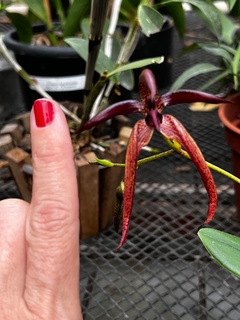 Bulbophyllum meen garuda - Orquideomania - A Melhor loja para comprar Orquídeas online.
