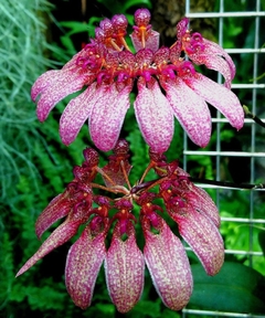 Bulbophyllum eberhardtii (cuia 21)
