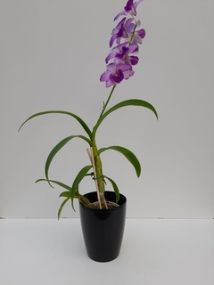 Cachepô Orquídea 12 x 15 Vasart na internet