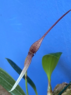 Bulbophyllum Anteniniferum - loja online