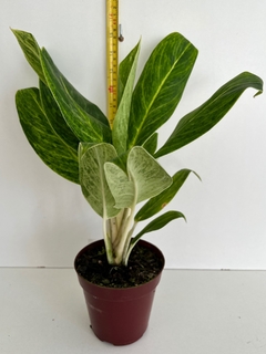 Aglaonema queem - loja online