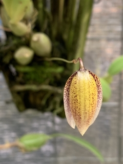 Bulbophyllum Elassoglossum - Orquideomania - A Melhor loja para comprar Orquídeas online.