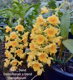 Dendrobium Densiflorum - Orquídea Adulta e Apta à Floração - comprar online