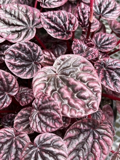 Peperomia caperata ‘Luna red’