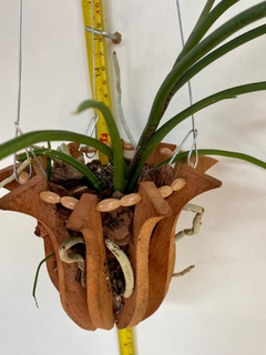 Holcoglossum kimballianum (adulta) na internet