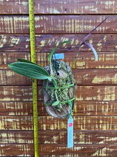 Bulbophyllum Anteniniferum - comprar online