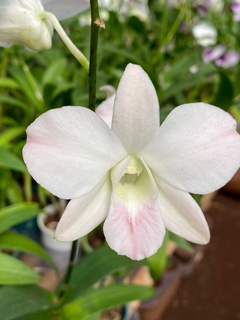 Orquídea Denphal “suave” - loja online