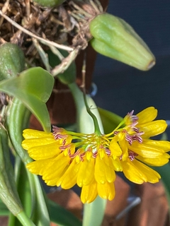 Bulbophyllum tigridum