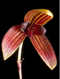 Orquídea Bulbophyllum pardalotum