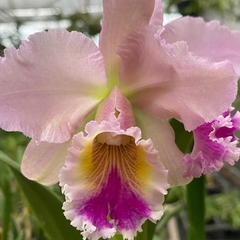 Orquídea Cattleya Blc. George King Serendipity