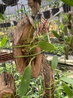 Bulbophyllum Anteniniferum na internet