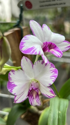 Imagem do Dendrobium Star white (importado)