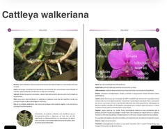 Livro Cattleya Walkeriana - loja online