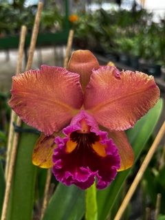 Blc. Edisto Newberry X Blc. Chunyeah + Fortirriza 500 g + Metarex + cachepo cumbuca na internet