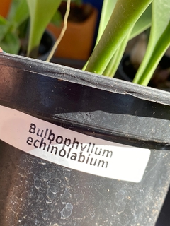 Bulbophyllum echinolabium na internet