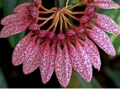 Bulbophyllum eberhardtii (cuia 21) - comprar online