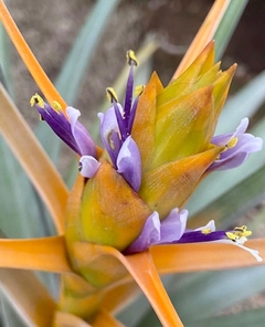 Tilandsia captata Maia gold