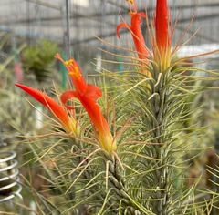 Tillandsia Funckiana