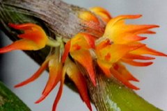 Bulbophyllum angustifolium