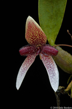 Orquídea Bulbophyllum Elassoglossum
