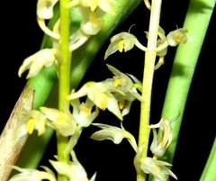 Bulbophyllum gibbosum