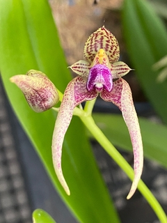 Bulbophyllum Kalimpong shan na internet