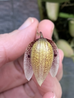 Orquídea Bulbophyllum Elassoglossum