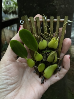 Bulbophyllum barbigerum - comprar online