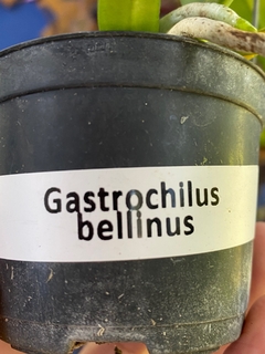 Gastrochilus bellinus - comprar online