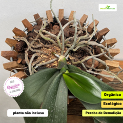 Cachepot Cone P (vasado no fundo (13x11 cm) - Orquideomania - A Melhor loja para comprar Orquídeas online.