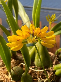 Bulbophyllum tigridum - comprar online