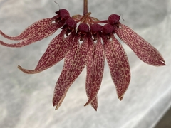 Bulbophyllum strangularium - loja online