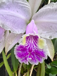 Cattleya lueddemanniana caerulescens x alba.