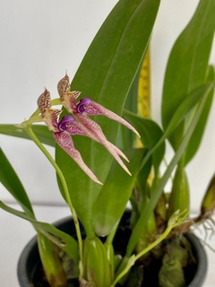Imagem do Bulbophyllum Kalimpong shan