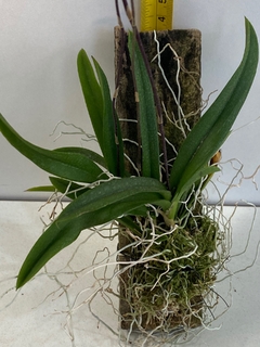 Ionopsis utricularioides - Orquideomania - A Melhor loja para comprar Orquídeas online.