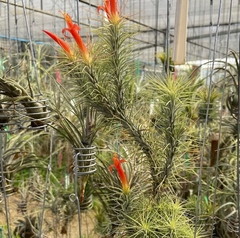 Tillandsia Funckiana na internet