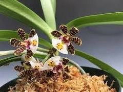 Gastrochilus bellinus - Orquideomania - A Melhor loja para comprar Orquídeas online.