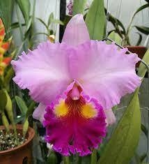 Orquídea Blc rose whisper suysei (vaso 17)