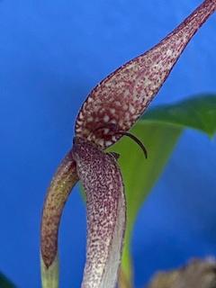 Bulbophyllum Anteniniferum