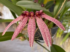 Bulbophyllum strangularium - comprar online