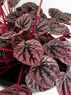 Peperomia caperata ‘Luna red’ - Orquideomania - A Melhor loja para comprar Orquídeas online.